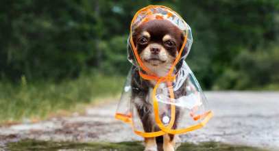 A dog in a doggy raincoat. A dog raincoat is also a rainy day dog essentials to prevent them from getting all wet and cold