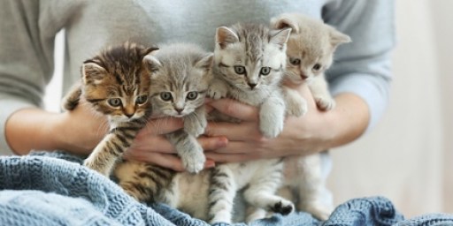 Spaying and/or Neutering — Offsprings of cats, caring for them will require a higher amount.