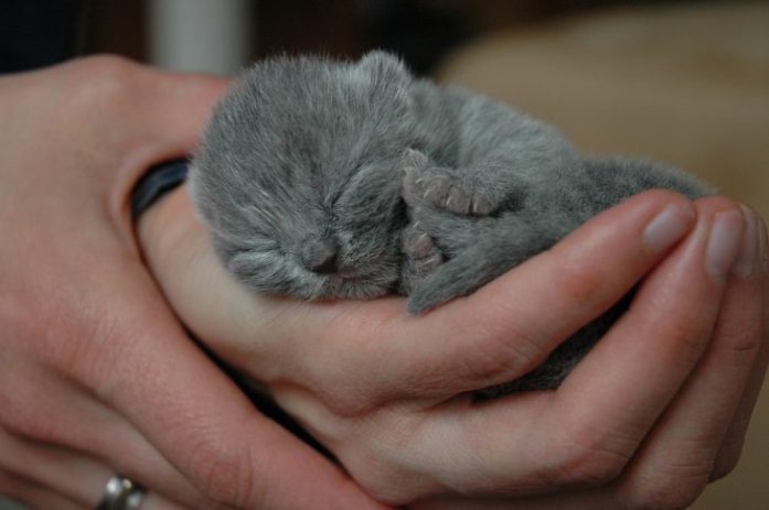 british shorthair cat kitten