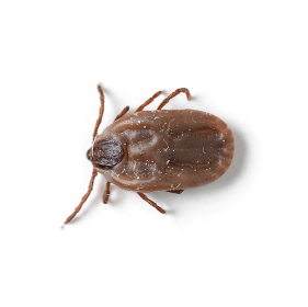 The brown dog tick is one of the most common ticks found on dogs in Singapore.