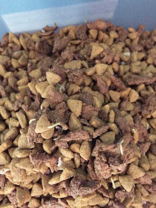 bugs in dog food