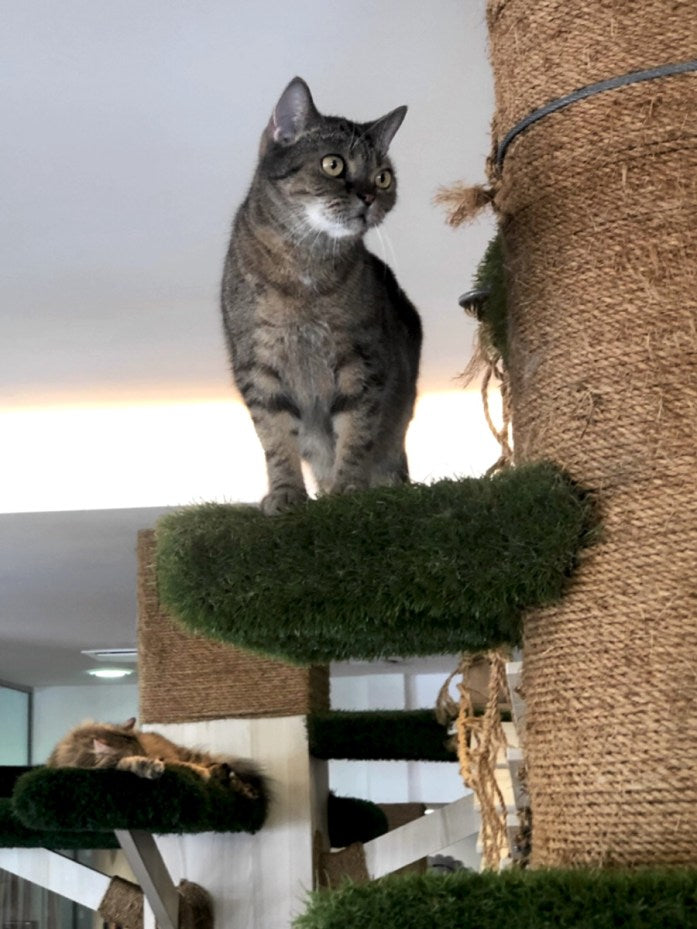 cat on a tree at cats cafe johor bahru