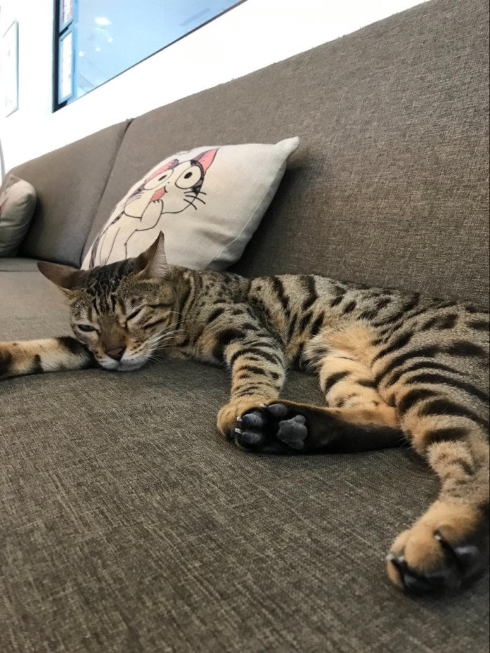 sleeping cat on a couch at cats cafe johor bahru