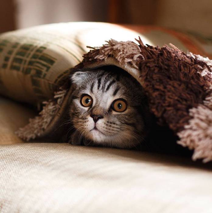 Hiding is one of the signs your pet isn't feeling well.