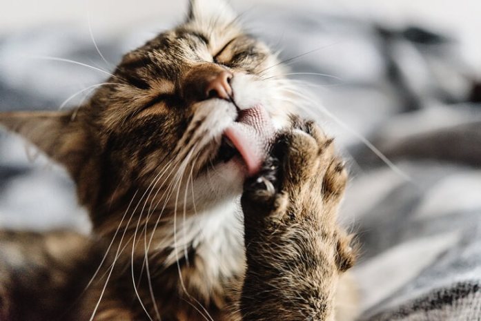 A cat licking its paws.