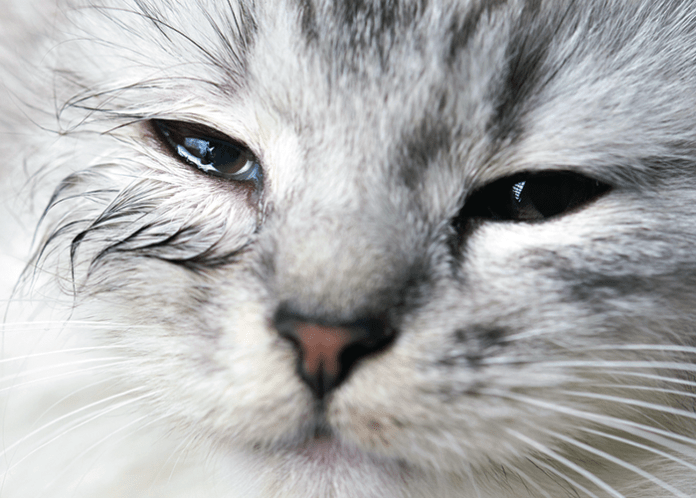 Cat with watery eyes, a symptom of feline chlamydiosis.