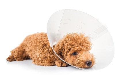 Spaying and/or Neutered — use a Elizabeth collar (e-collar) for protect your pets from scratching the incision wound post procedures.