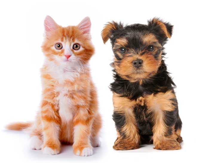 cute-cat-dog