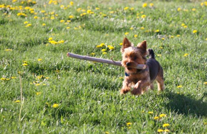 cute-dog-running-with-stick
