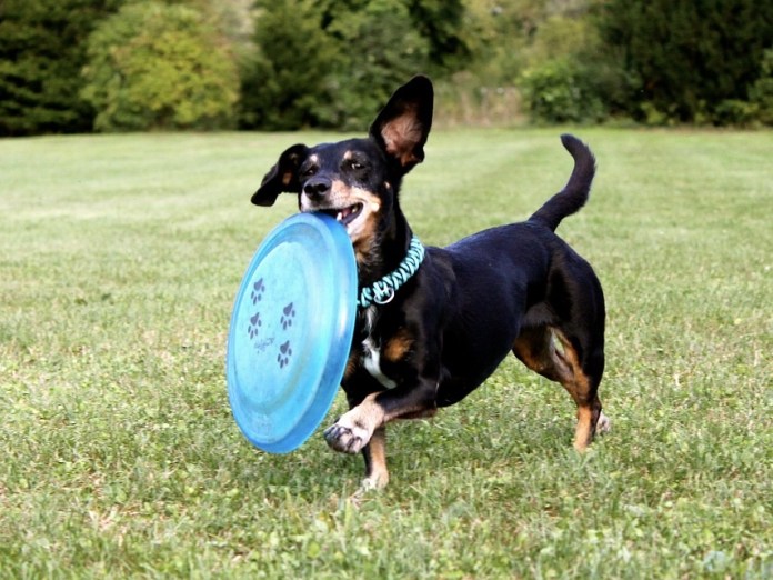 black dachshund breed playing frisbee