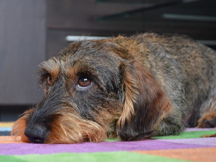 adorable brown wire haired dachshund