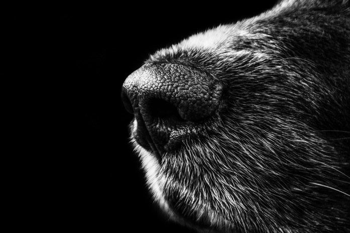 Dog, Nose, Snout, Münsterländer, Black, White