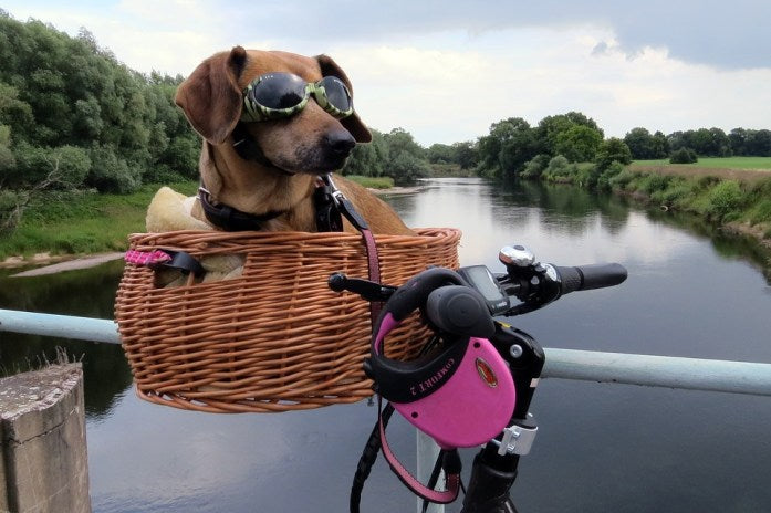 cute brown dachshund breed with sunglasses