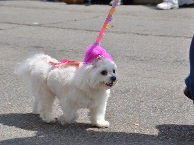 adorable white maltese dog breed with pink hair