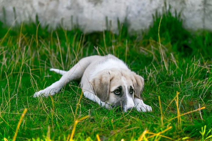 Dog, Pets, Look At The Dog, Nose, The Dog'S Nose