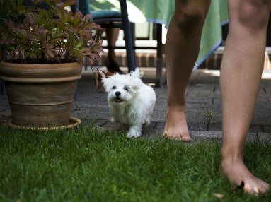 adorable white maltese dog breed running on grass