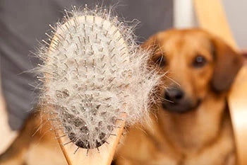 Dematting is one very important dog grooming tip that dog owners should do before starting any grooming process.