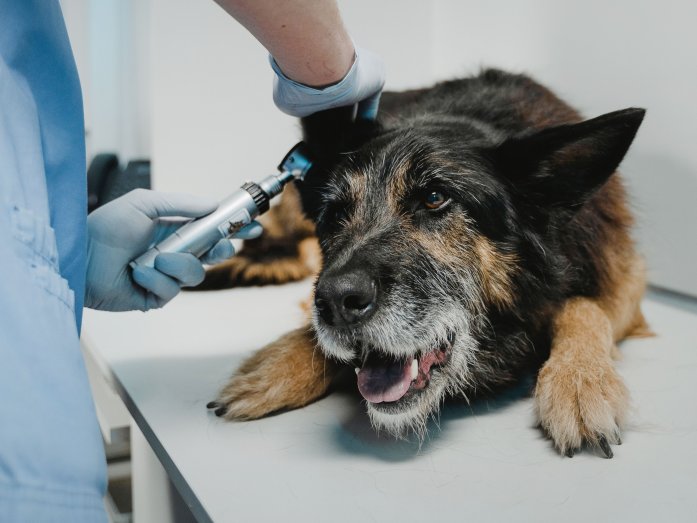 Dog At The Vet