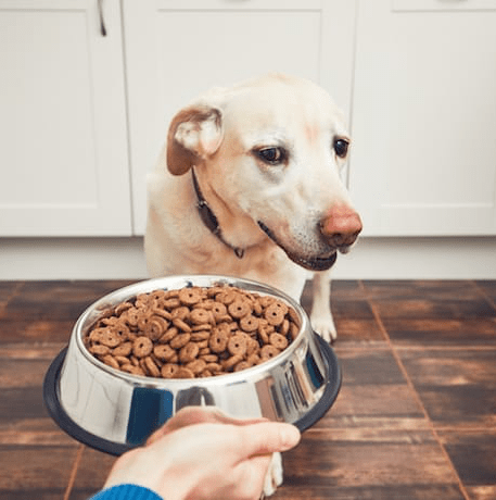 Your dog refusing to eat may be a sign that your dog is not feeling well.