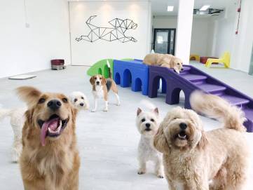 A group of dogs at a doggy daycare centre.