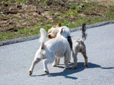 adorable white maltese dog breed playing with another dog breed