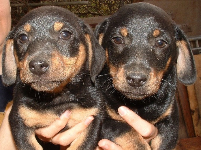 holing black dachshund breed puppies