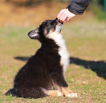 A puppy amidst his behavioural training.