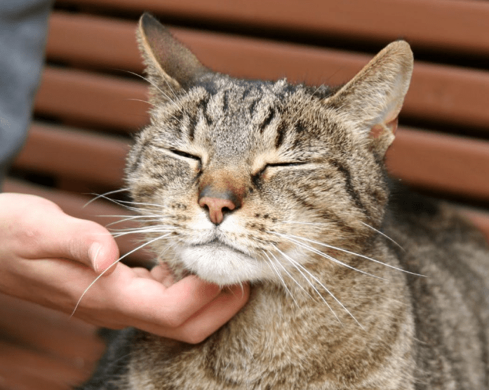 A happy cat.