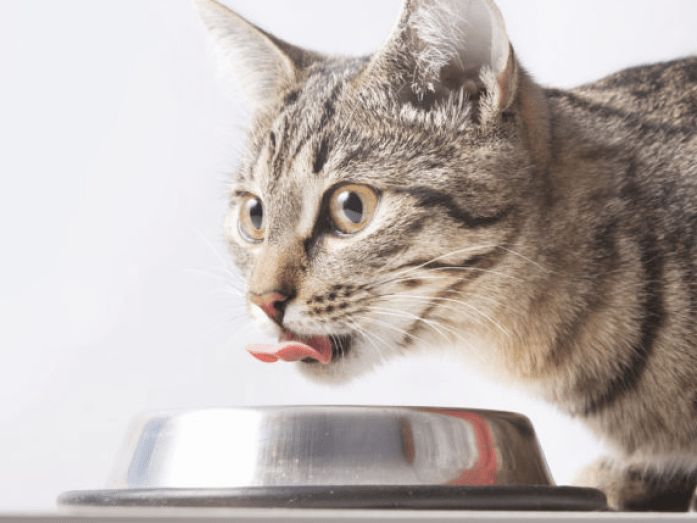 Cats are more likely to be drinking enough water when water bowls are placed in suitable spots.