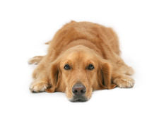 Lazy golden Retriever