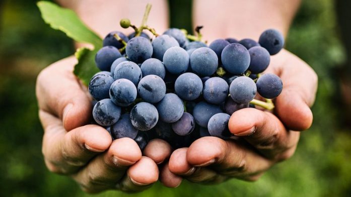 Grapes  — a delicious fruit that is especially toxic when ingested by dogs.