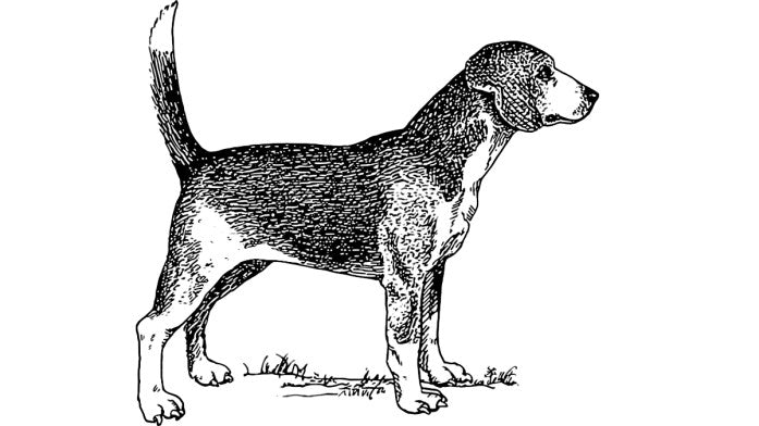 history of the beagle dog breed