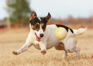 A dog playing catch in the field.