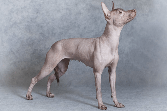 Hypoallergenic dog breed -Xoloitzcuintli 