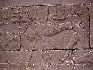 history of dogs ancient egypt