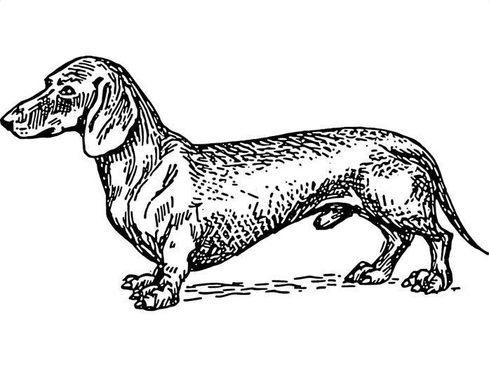 history of dachshund breed