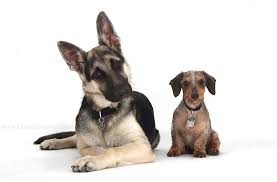 A german shepherd and dachshund sitting side by side.