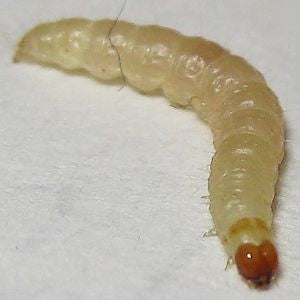 indian meal moth larvae