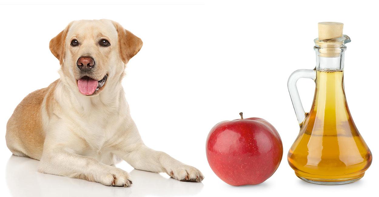 Homemade remedies for dogs - apple cider for dogs