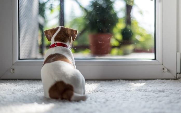 A puppy being left alone at home. He is sitting in front of the door.