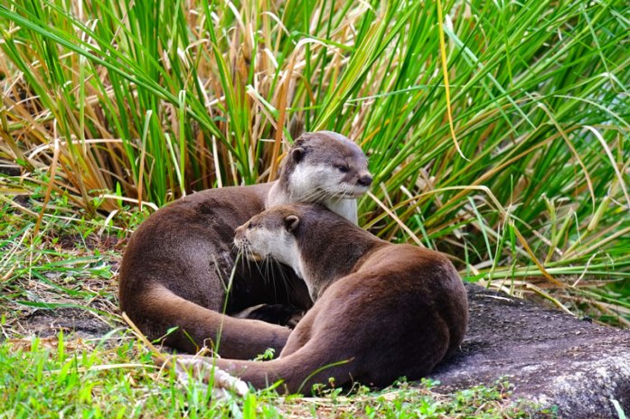 otter-singapore-bishan-park1