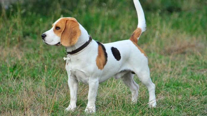 beagle in the backyard showing the tri-colour spots