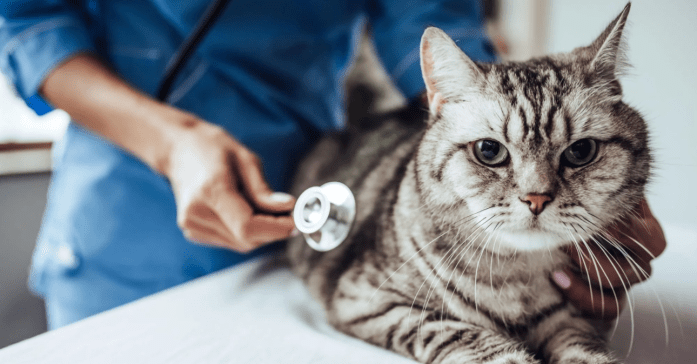 A cat at the vet getting checked with a stethoscope. It is getting relevant checks for stomach sensitivity in cats.