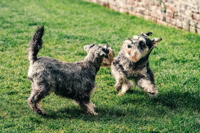 two schnauzers playing on grass