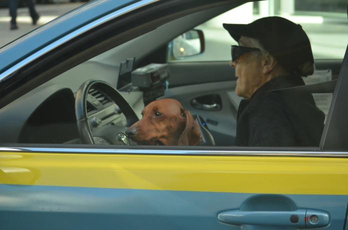 brown dachshund breed with owner in the car