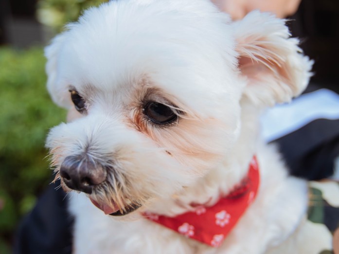 adorable white maltese dog breed with a red bandana