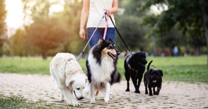 A professional dog caretaker is walking a few dogs in the park.