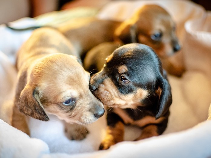 brown and black dachshund breed puppies 