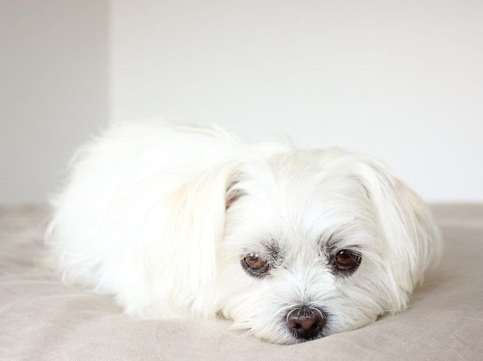 adorable white maltese dog breed lying down