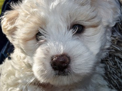 adorable white maltese dog breed portrait